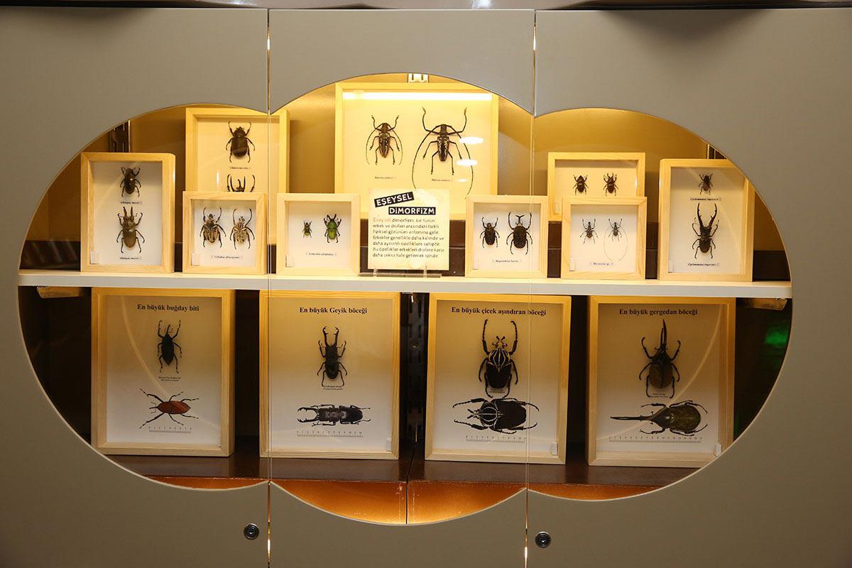 Böcek Müzesi