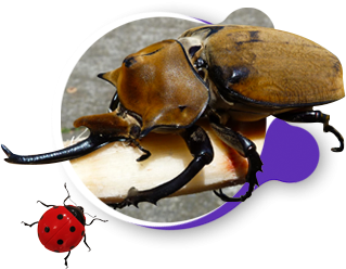 Coleoptera (Kınkanatlılar)
