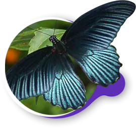 Papilio memnon (Great Mormon)